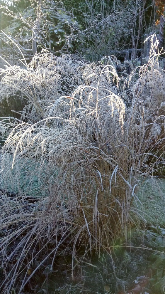 Frozen winter seedheads and grasses shimmering in the frost, Shrewsbury_edited_edited