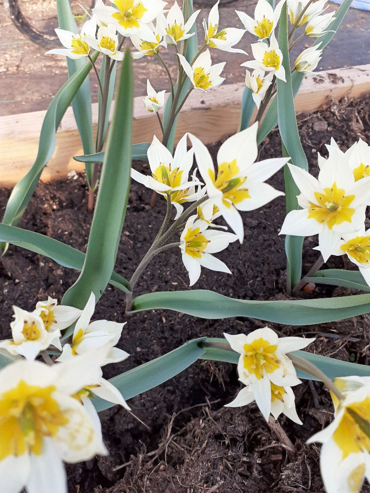 Species Tulip 'Turkestanica' with egg-yolk coloured centres, and creamy star shaped petals