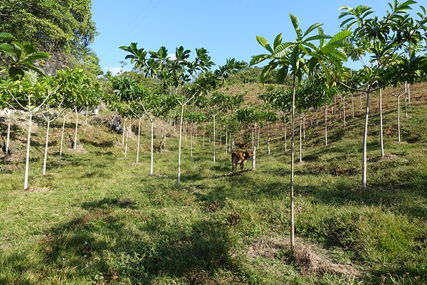 Silvopastoreo.JPG