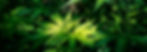 green-plant-with-focused-light-center_edited.jpg