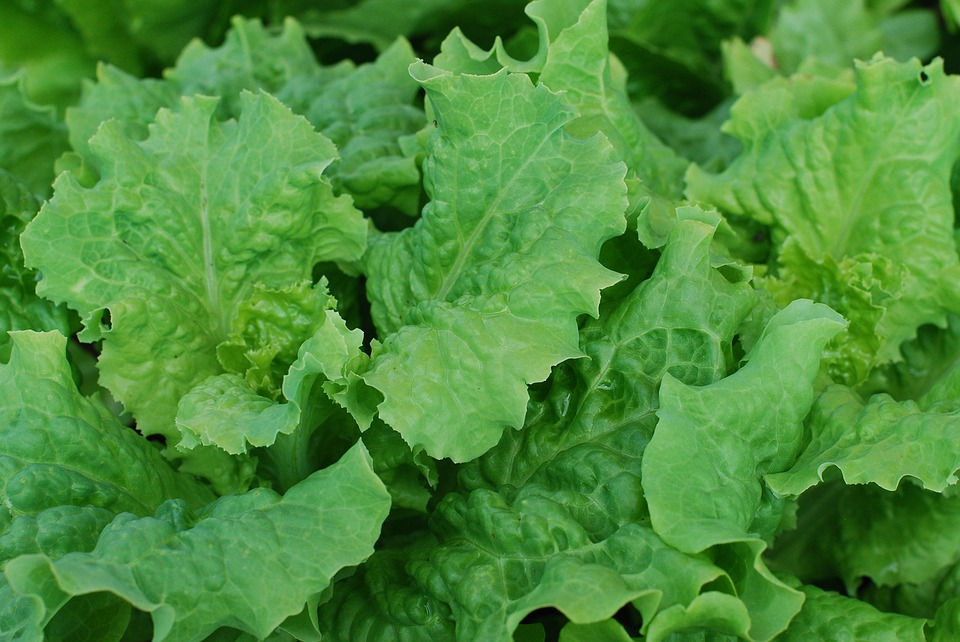 33 of the Healthiest Green Leafy Vegetables Ranked Hydration