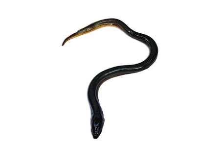 Lost Rebel Hearts: Generation Eel
