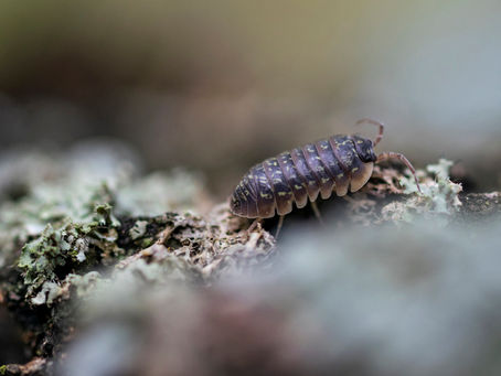 4 Living Creatures You Can Put in Your Terrarium