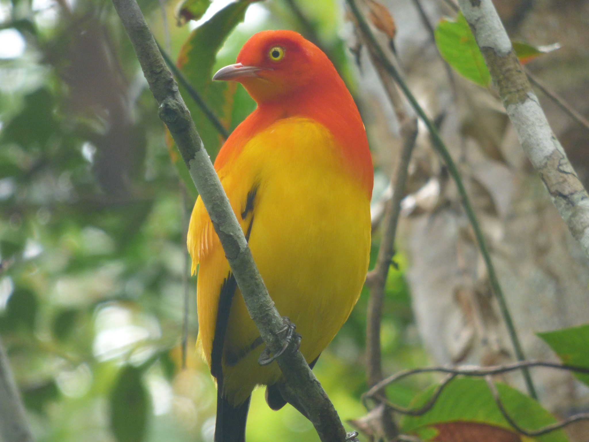 KIUNGA NATURE TOURS