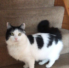 Oreo