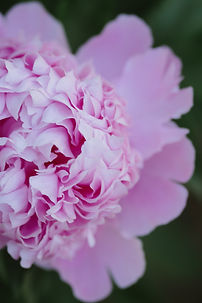 Peony.jpg