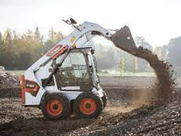 bobcat