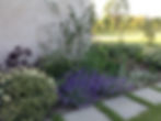 Planting - Anthemis and Nepeta