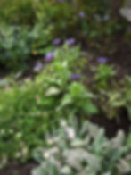 Centaurea, Stachys & Erigeron