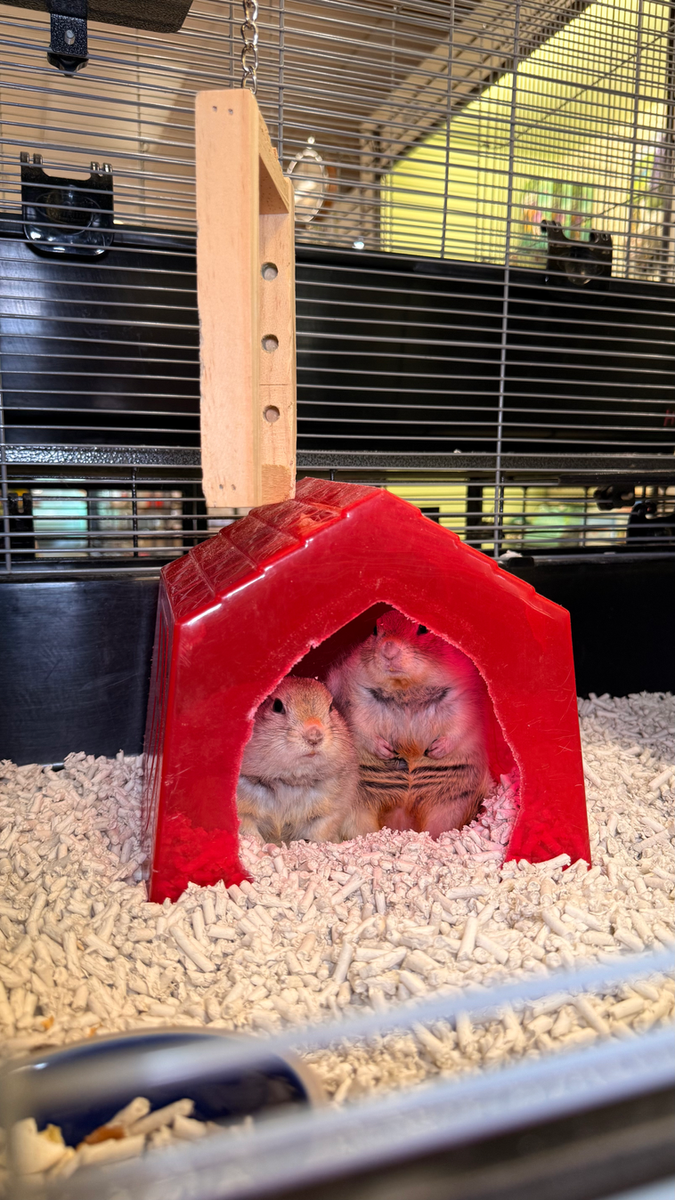 Gallery of Pets