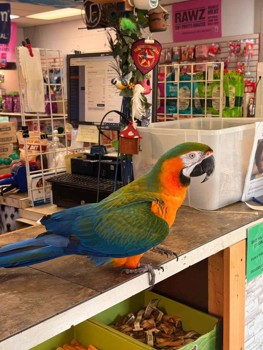 Gallery of Pets