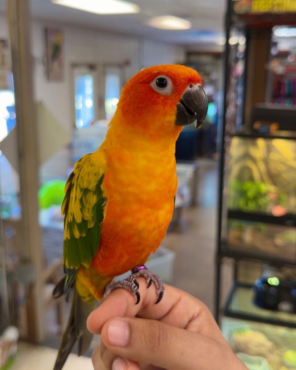 Gallery of Pets