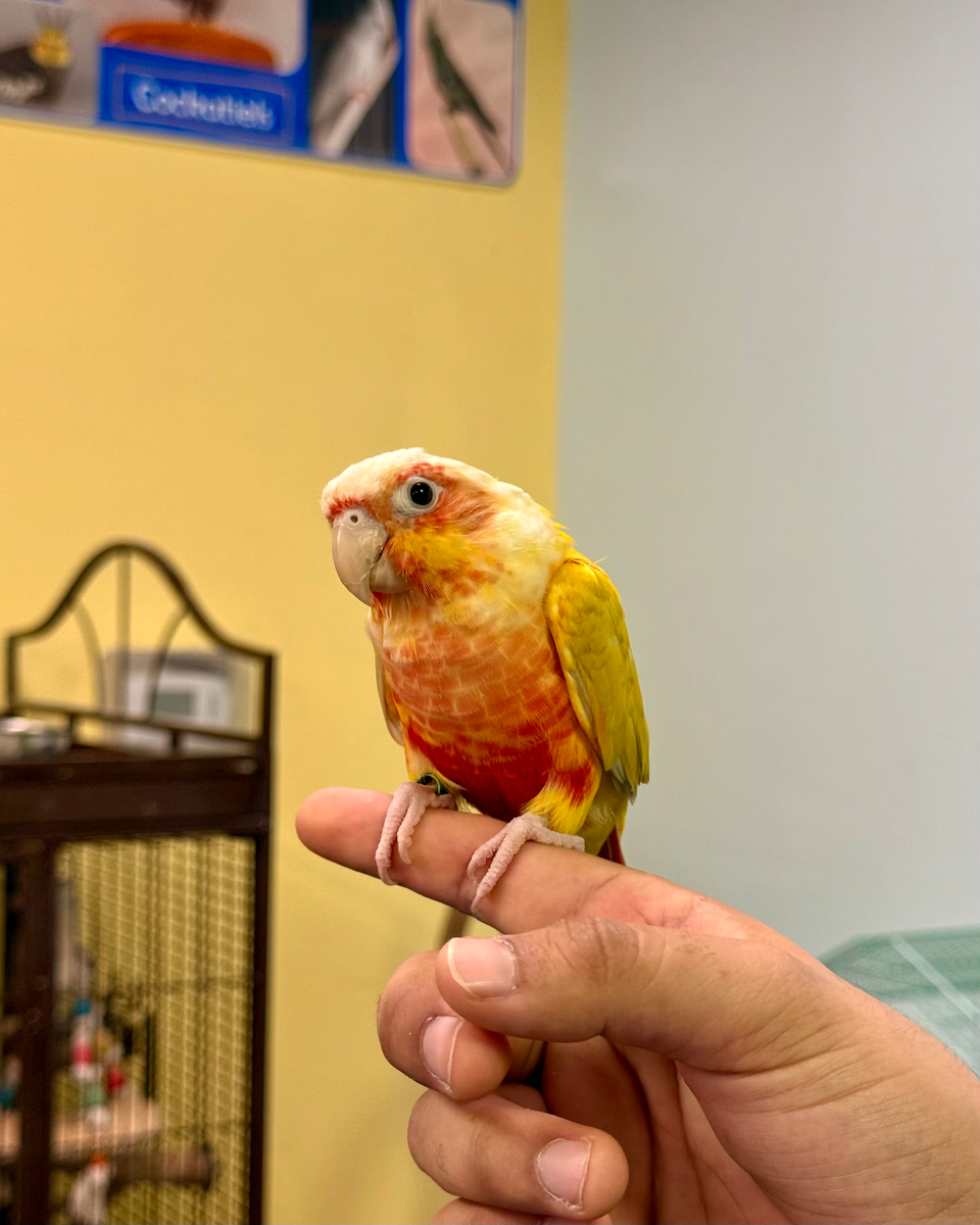 Gallery of Pets