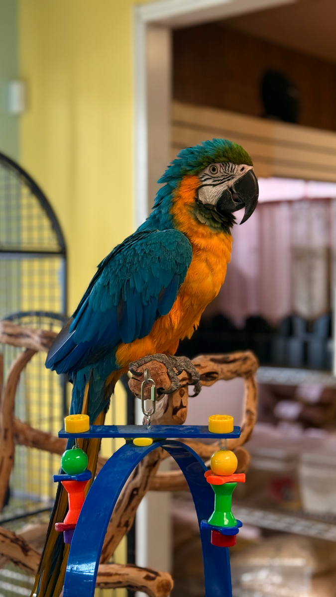 Gallery of Pets