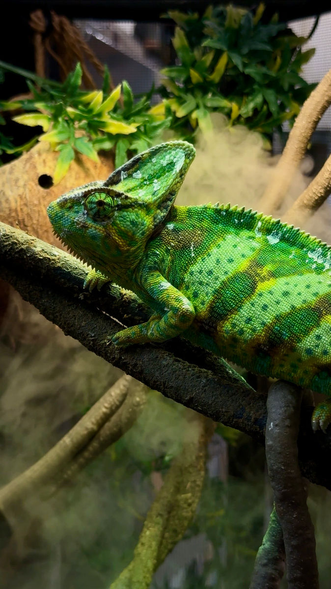Gallery of Pets