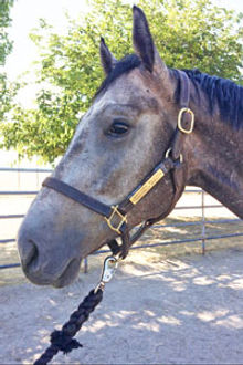 Gelding
