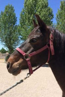 Gelding