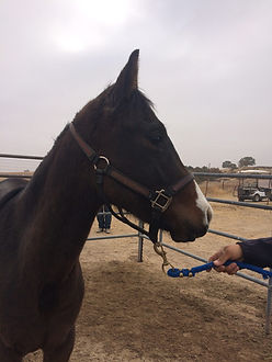 Gelding