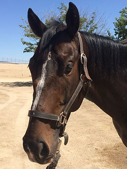 Gelding