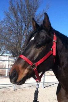 Gelding