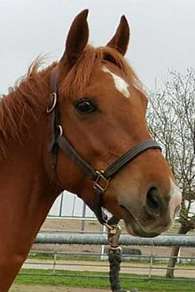 Gelding