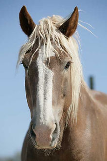 Gelding