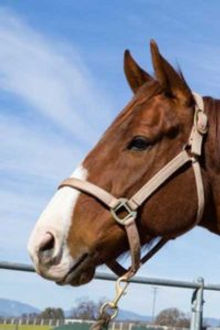 Gelding