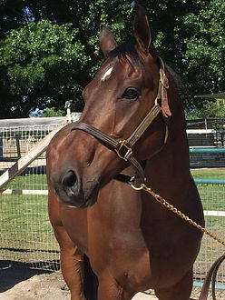 Gelding
