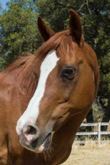 Gelding
