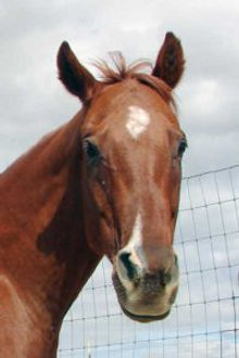 Gelding