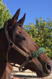 Gelding