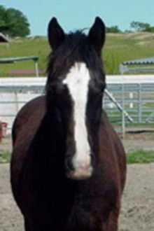 Gelding