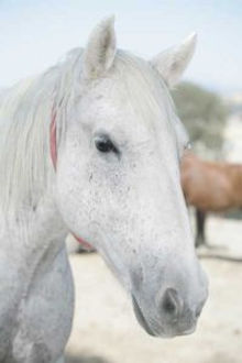 Gelding