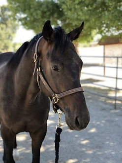 Gelding