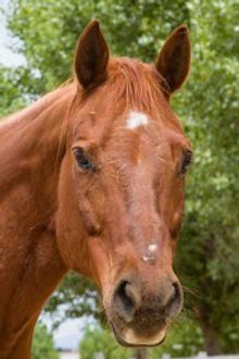 Gelding