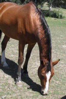 Gelding