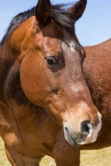 Gelding