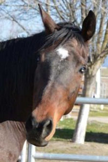 Gelding