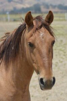 Gelding