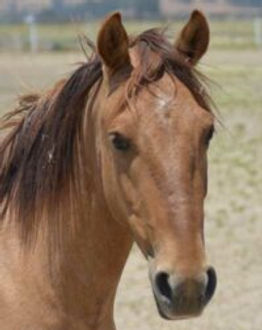 Gelding