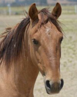 Gelding