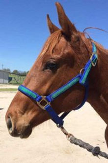 Gelding