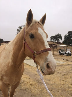 Gelding