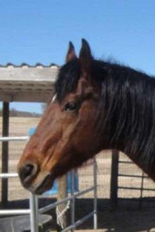 Gelding