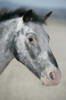 Gelding