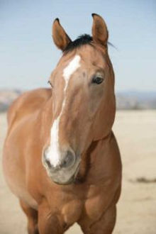 Gelding