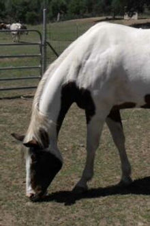 Gelding