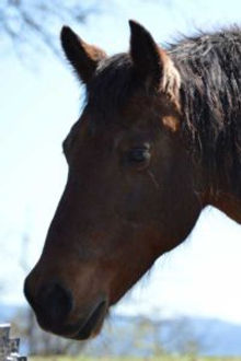 Gelding