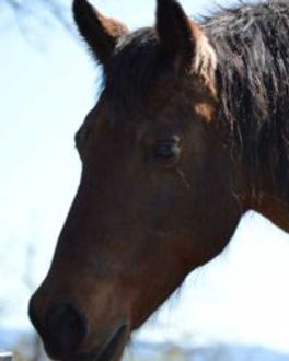 Gelding