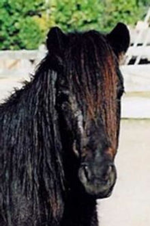 Gelding